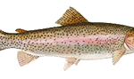 trout fishing Ireland