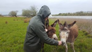 Two donkeys deserve a bite of lunch also